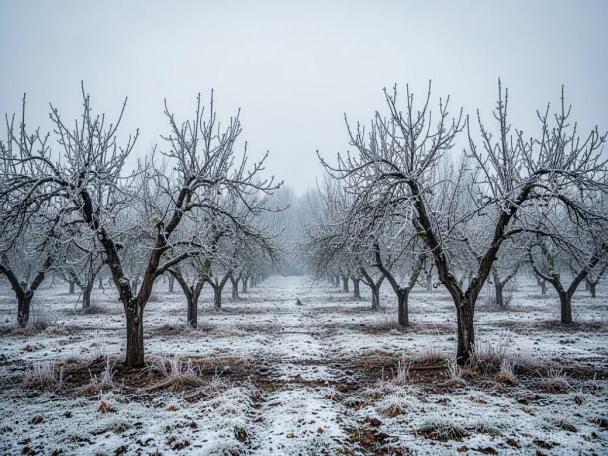 Bare trees in an orchard covered in frost and snow.
