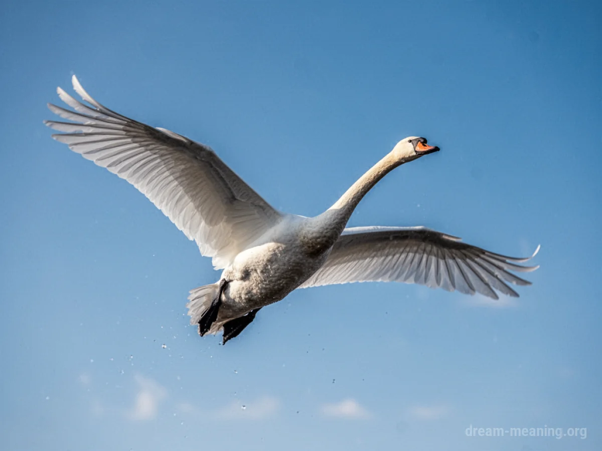 A swan flying with its wings outstretched against a blue sky.